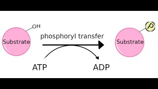 Kinases its function and different types [upl. by Reffotsirk]