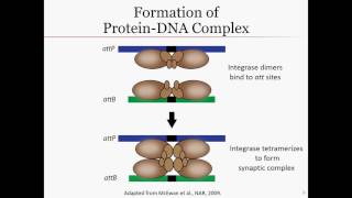 Gateway recombination [upl. by Anaejer]