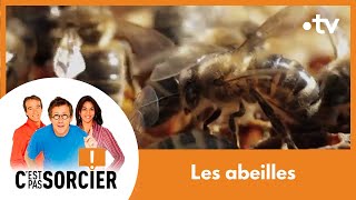 Le déclin des abeilles  Cest pas sorcier Intégrale [upl. by Innavoig]