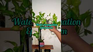 Water propagation epipremnum epipremnum epipremnumaureum waterpropagation indoorplants plants [upl. by Alekim]