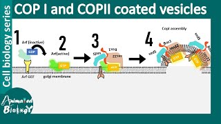 COP II and COP I vesicle mediated vesicle transport between ER and Golgi [upl. by Elocan]