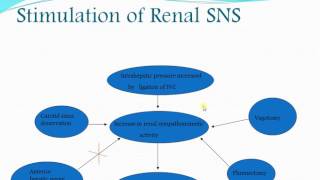 Pathophysiology of Hepatorenal Syndrome [upl. by Llemaj732]