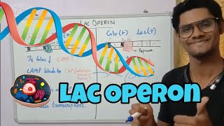 Lac operon  Tamil  Gene expression  Molecular Biology  ThiNK VISION  tnkumaresan [upl. by Anaitsirhc]