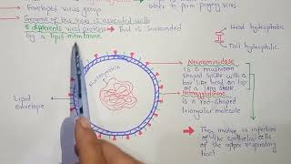 Structure Of Flu Virus  Acellular  KPK amp Federal Board [upl. by Rabelais]