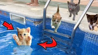 ¿Lindo gatito bebe se hunde en el agua de la piscina Videos de gatitos graciosos en español [upl. by Atinev736]