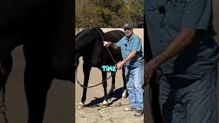 Jim Masterson showing how to do Lateral Cervical Flexion with a fussy horse mastersonmethod [upl. by Veda]