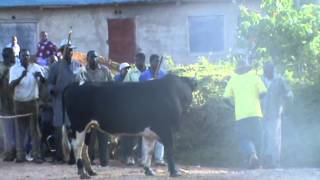 Bull fight Kakamega Kenya [upl. by Mei]