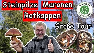 Steinpilze Maronen Rotkappen  Sensationelle Pilze Funde im September 2022  Große Tour [upl. by Waverley168]