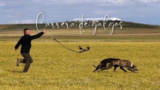 Carrera de galgos y liebre  galgos federaciongalgos galgosdron dji drongalgo katudron [upl. by Mode785]