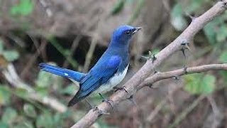 Burung Master  Sikatan Biru Putih Cyanoptila Cyanomelana [upl. by Calie]