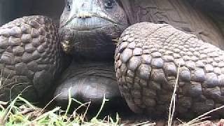 Galapagos Islands  Ecuador SA [upl. by Leunammi]