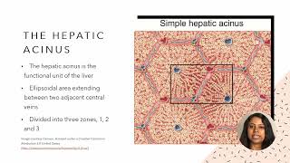 USMLE Step 1 Anatomy  Anatomy of the liver [upl. by Siloam578]