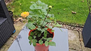 Preparing Dahlias for Overwintering [upl. by Levi73]