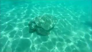 Caretta Caretta Zakynthos Laganas Beach [upl. by Blackwell]