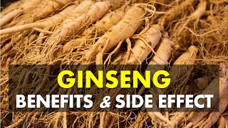 Ginseng Benefits and Side Effects May Fight Tiredness and Increase Energy Levels [upl. by Norrie262]