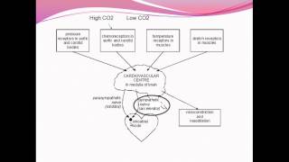 Heart Function 3 Contro of HR and cardiovascular drift [upl. by Salaidh755]