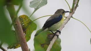 Olive Rumped Sunbird [upl. by Nnahteb]