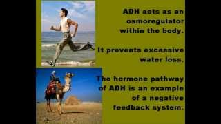 Antidiuretic Hormone ADH Osmoregulation [upl. by Helfant554]