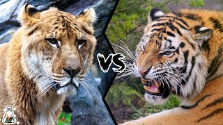 LIGER VS TIGER  Which is the Strongest Big Cat [upl. by Vareck]