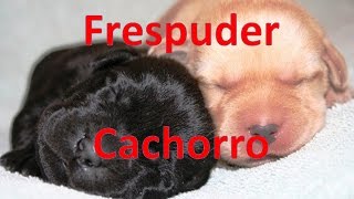 Parto de Perros Frespuder Cachorros Recién Nacidos [upl. by Kulseth]