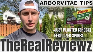 ARBORVITAE TIPS amp TRICKS EVERGREEN  PLANTING [upl. by Cirtemed]