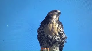 Live  with the most amazing HawkEagle nest fights ever seen [upl. by Nennerb329]