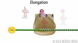 Eukaryotic Translation Animation [upl. by Eyde]