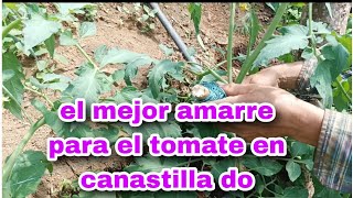 cómo amarrar el TÓMATE el mejor amarre en CANASTILLADO🌱🍅💪 [upl. by Goddart]