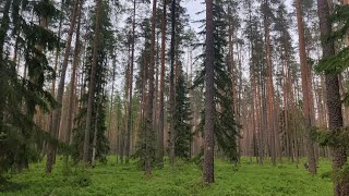 Metsäopisto osa 1  Metsän kehitysluokat [upl. by Cayla]