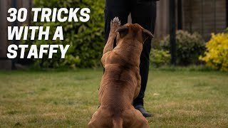 30 Tricks in 3 Minutes with a Staffordshire Bull Terrier [upl. by Lammaj]