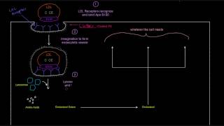 LDL Receptor Part 1 of 2  Receptor Mediated Endocytosis [upl. by Philipines]