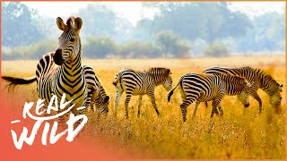 Exploring The Enchanting World Of South African Zebras  Wildlife Quest [upl. by Barker857]