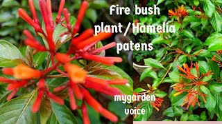 Fire bush planthamelia patens 6tips to grow in pots தமிழ் mygarden voice [upl. by Elleoj]