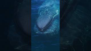 The largest animal to ever exist and it lives amongst us today whale viral [upl. by Anire]