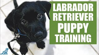 Labrador Retriever Puppy Training Guide  First Week Puppy Training❤️ [upl. by Alyce583]