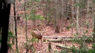 La chasse au chevreuil 2013 à larc de Stéphane [upl. by Sofia495]