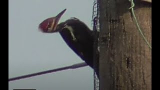 Pileated woodpecker calling and drumming Dryocopus pileatus [upl. by Kawasaki320]