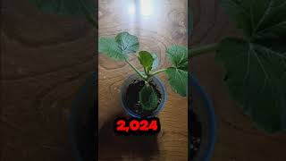 Acorn squash germination and Transplant time [upl. by Atsahs624]