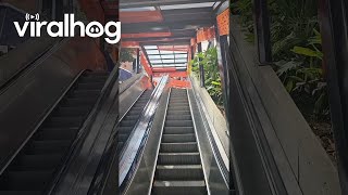 Dog Has Fun On Escalator Rides  ViralHog [upl. by Nerland797]