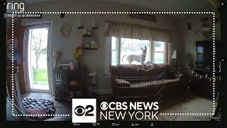 Earthquake caught on camera Videos show shaking in NJ NY [upl. by Dagny]