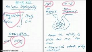 WHAT IS ANALGESIC NEPHROPATHY [upl. by Etnuahs554]