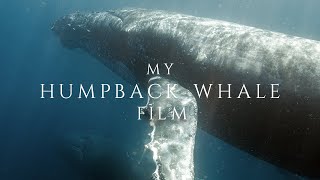 My Humpback Whale Film [upl. by Clorinda]