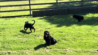 Family of Well Behaved Rottweilers [upl. by Macfarlane]