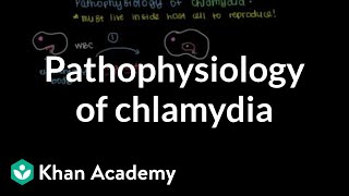 Pathophysiology of chlamydia  Infectious diseases  NCLEXRN  Khan Academy [upl. by Jacobah450]