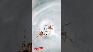 Angry Spiders 🕷spiderfighting spiderfight orbweaver gagamba gagambafight derbyspider spider [upl. by Riay]