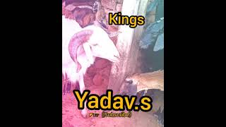 Yadavs DJ songs Telugu WhatsApp status 2021 kurma Golla songs jai Yadavs🔥🔥 [upl. by Vina]