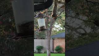 One of our very resourceful squirrels raiding the bird feeder [upl. by Ididn]