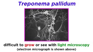 Syphilis Treponema pallidum [upl. by Leoni]