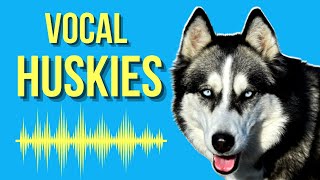 Why Do Huskies Talk So Much  Vocal Husky [upl. by Litch]