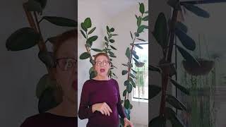 3 Quick Tips For Growing A Rubber Plant Successfully houseplants plants [upl. by Llerihs]